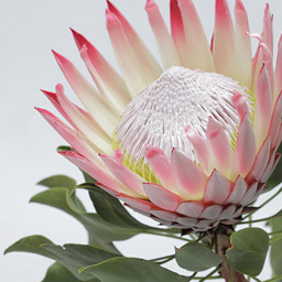 Protea Bunch